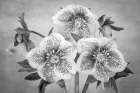 USA, Washington State, Seabeck. Black and white close-up of hellebore blossoms. Art Print